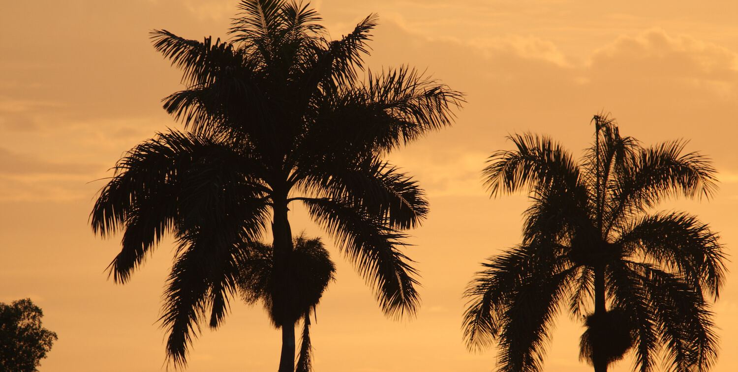 Deux palmiers à l'heure du crépuscule.
