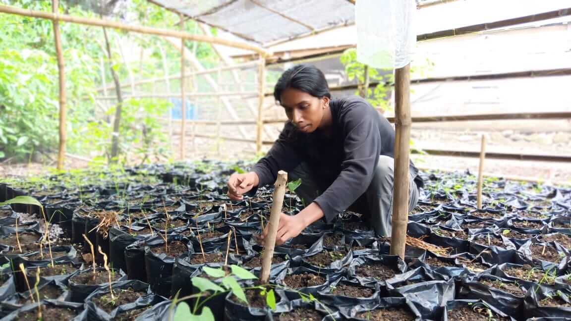 Man bending down tending to one of many tree seedlings.