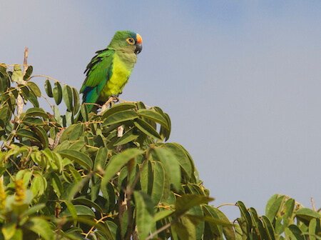 Mostly-green parakeet sits on top branches of tree.