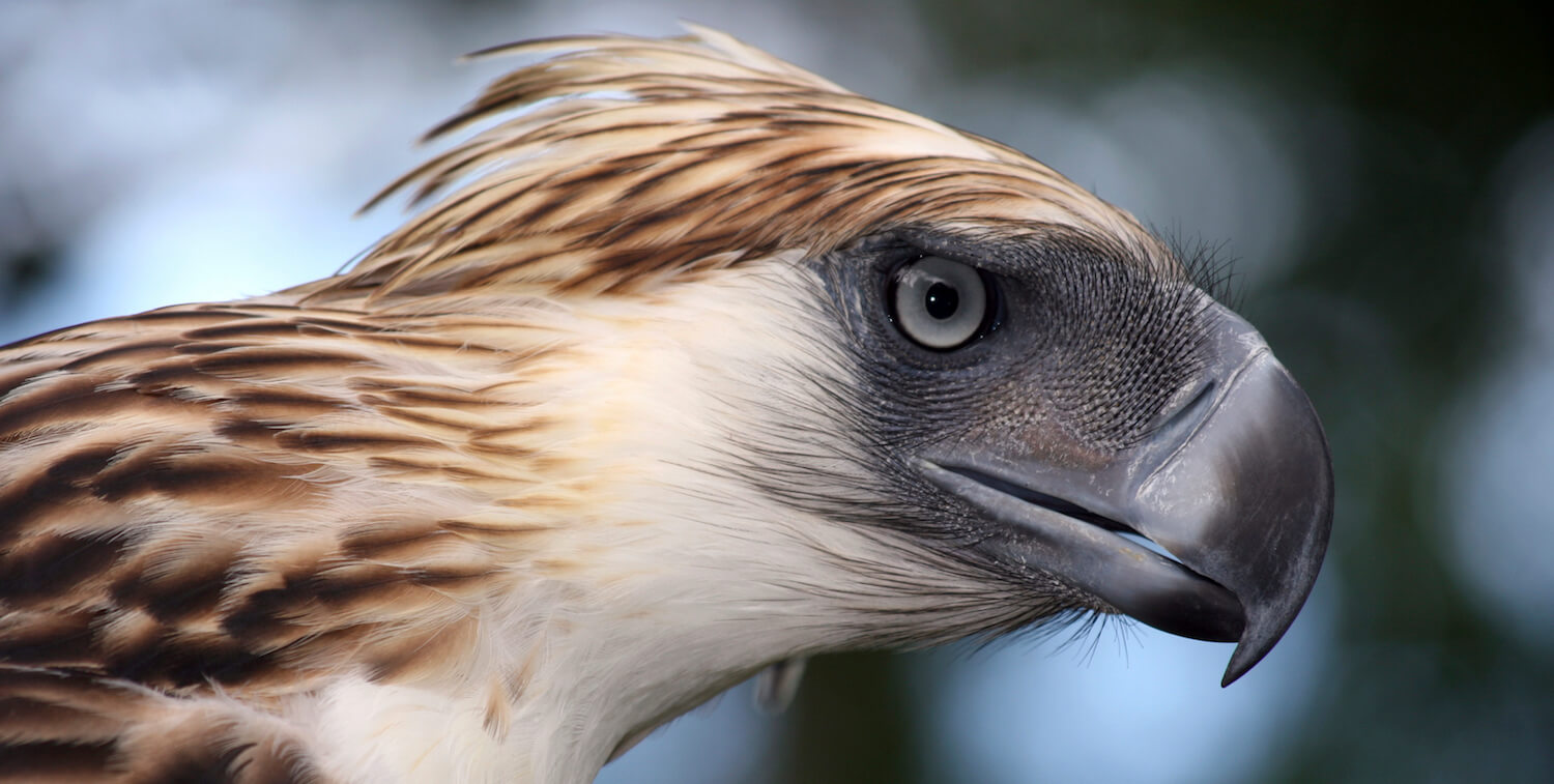Close-up of eagle's face.