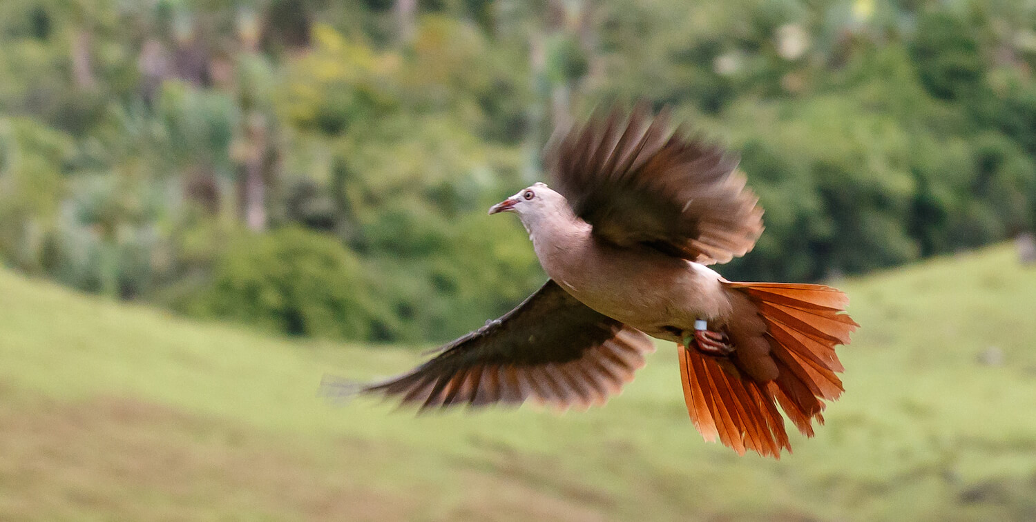 飛行中のピンクの鳩