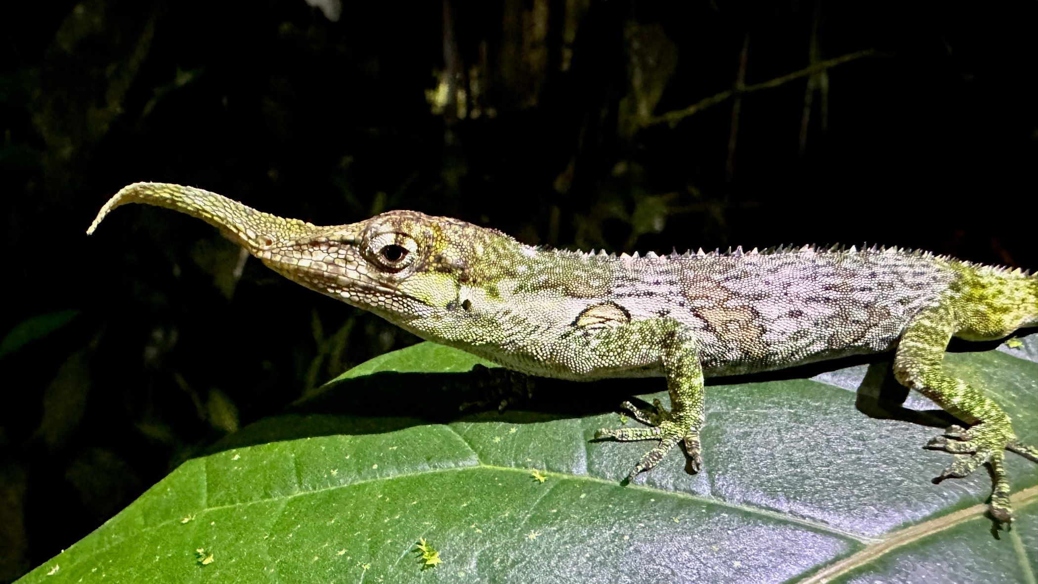 Pinocchio Anole (Anolis proboscis) © O. Langrand Pinocchio Anole (Anolis proboscis) © O. Langrand