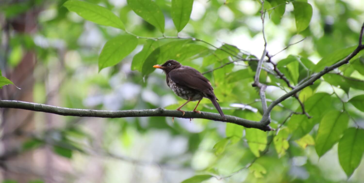 Pequeño pájaro marrón con pico amarillo y patas paradas en la rama de un árbol.