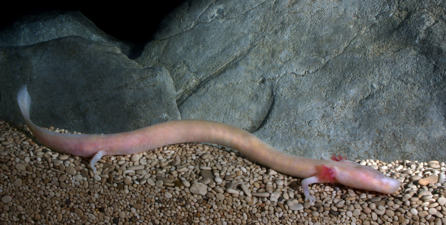 Long, pinkish salamander in cave.