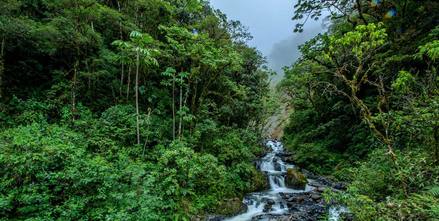 Lush green forest with a rushing stream flowing through it. 