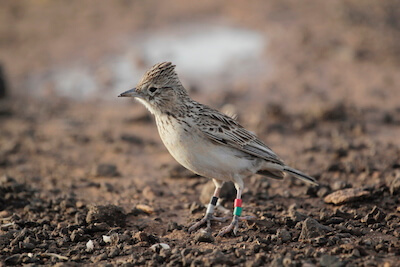Close-up of small bird on ground, small tags on legs.