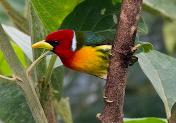 Close-up of brightly colored bird (red, green and yellow).