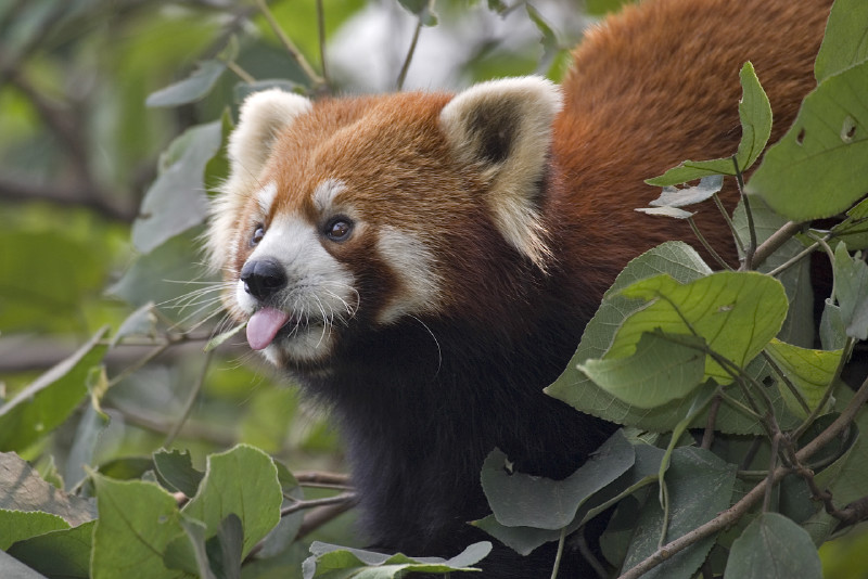 Primer plano de panda rojo, coloración roja quemada con muestras de blanco en la cara y las orejas, sacando la lengua.