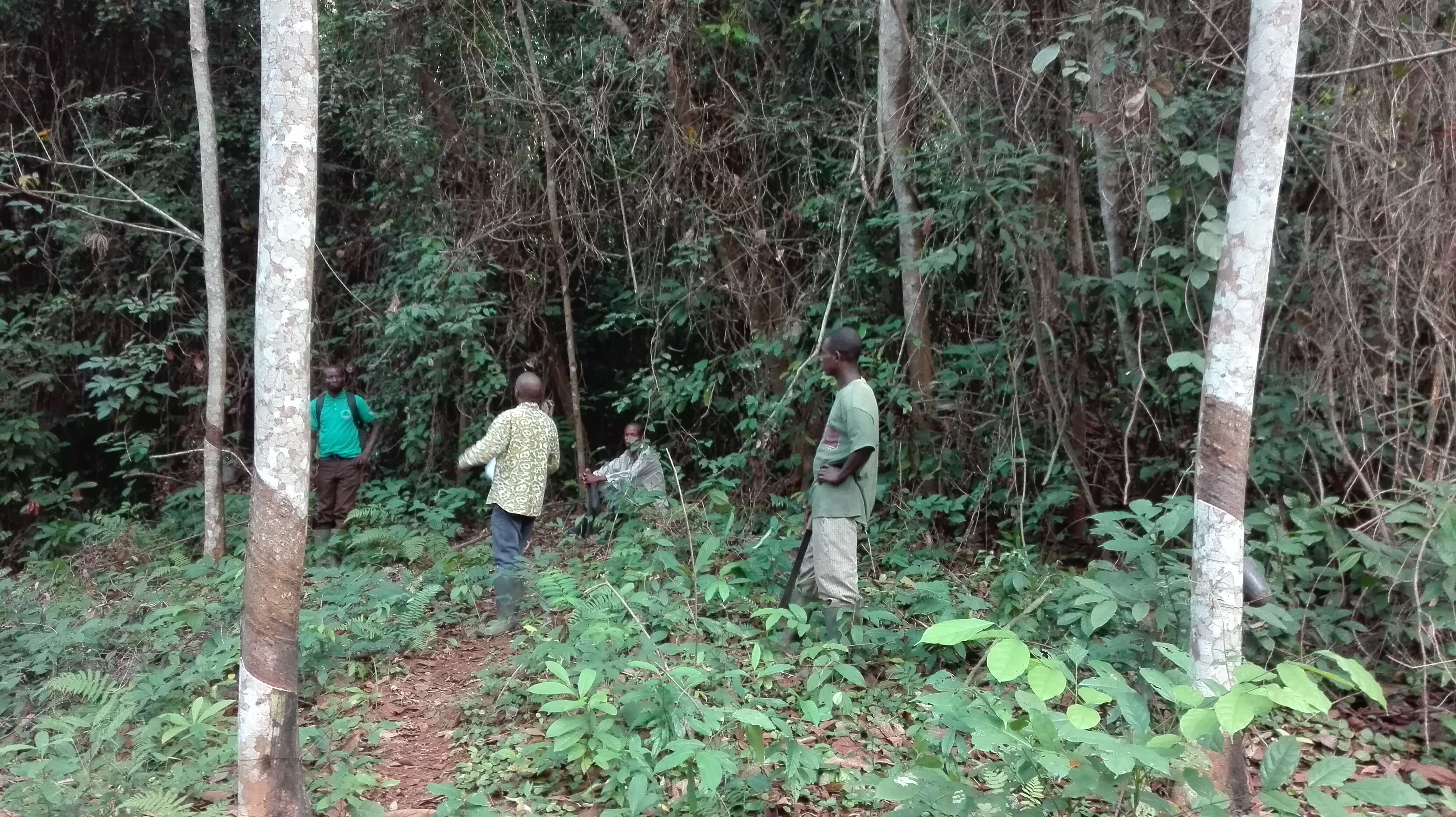 Four people standing in forest, talking.