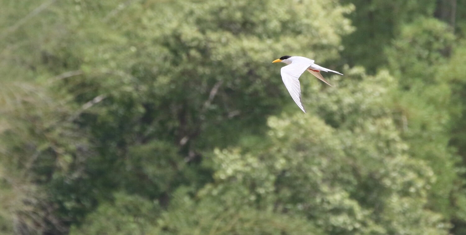 White bird with black head and yellow beak mid-flight.