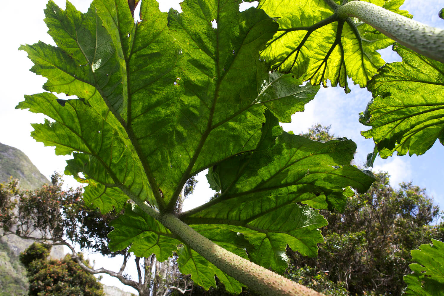 Primer plano de grandes hojas verdes.