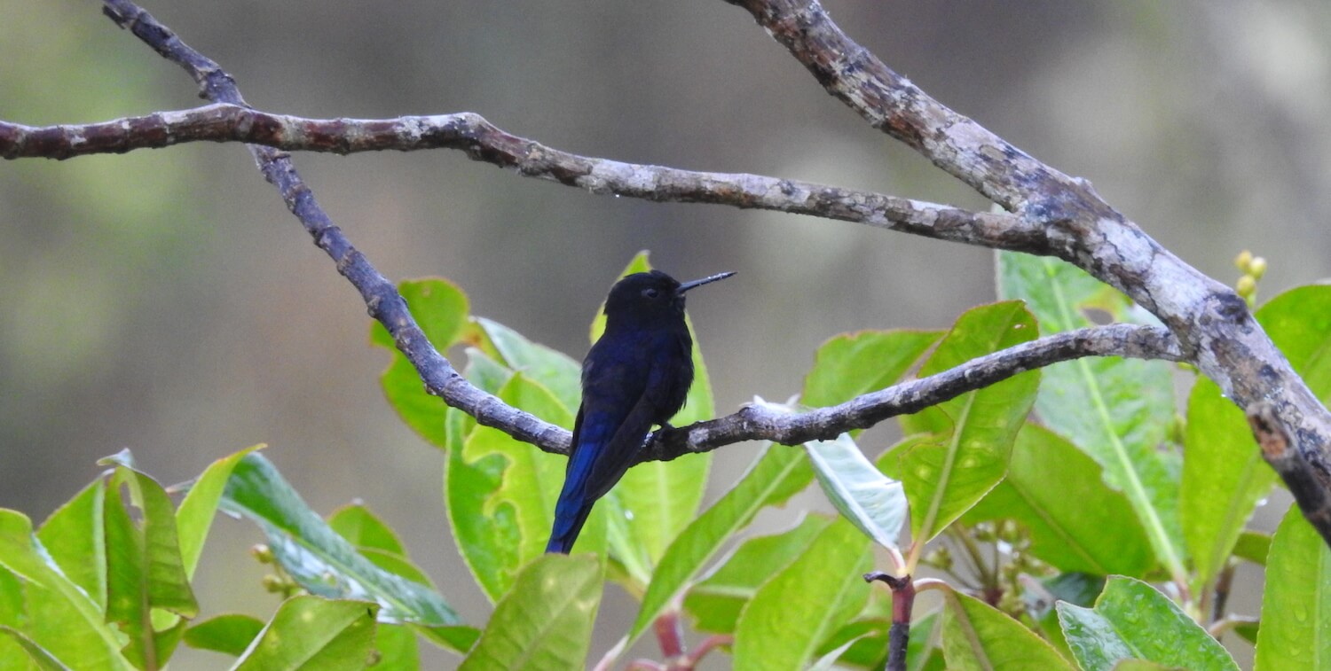 Close up of small bird with black and dark blue feathers on tree branch.