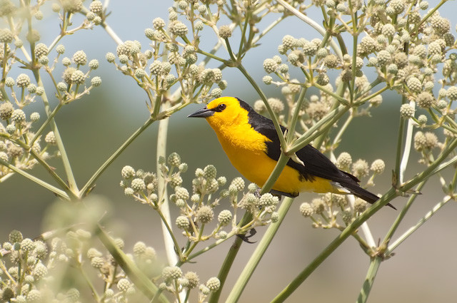 木の開花枝の黄色と黒の鳥のクローズアップ。