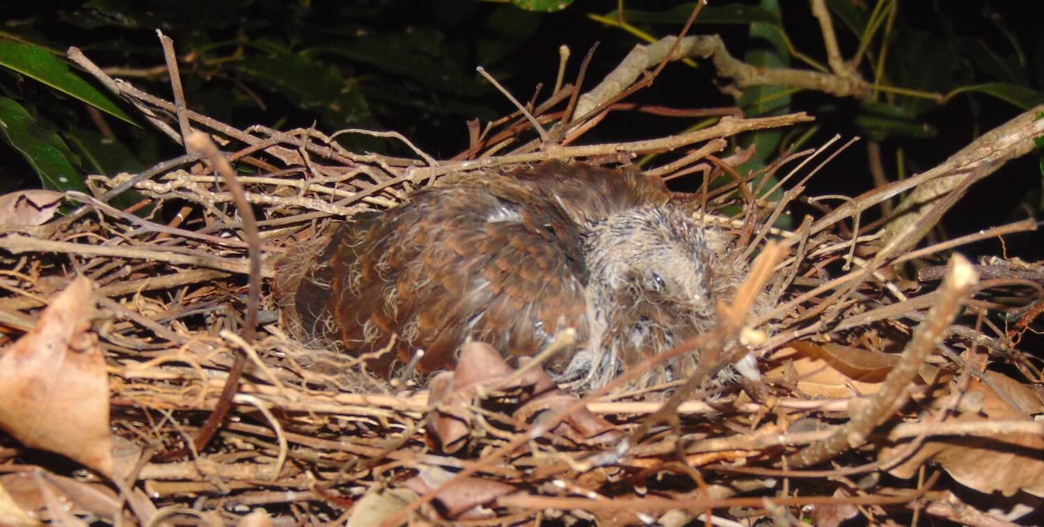 Primer plano de pájaro marrón en el nido.