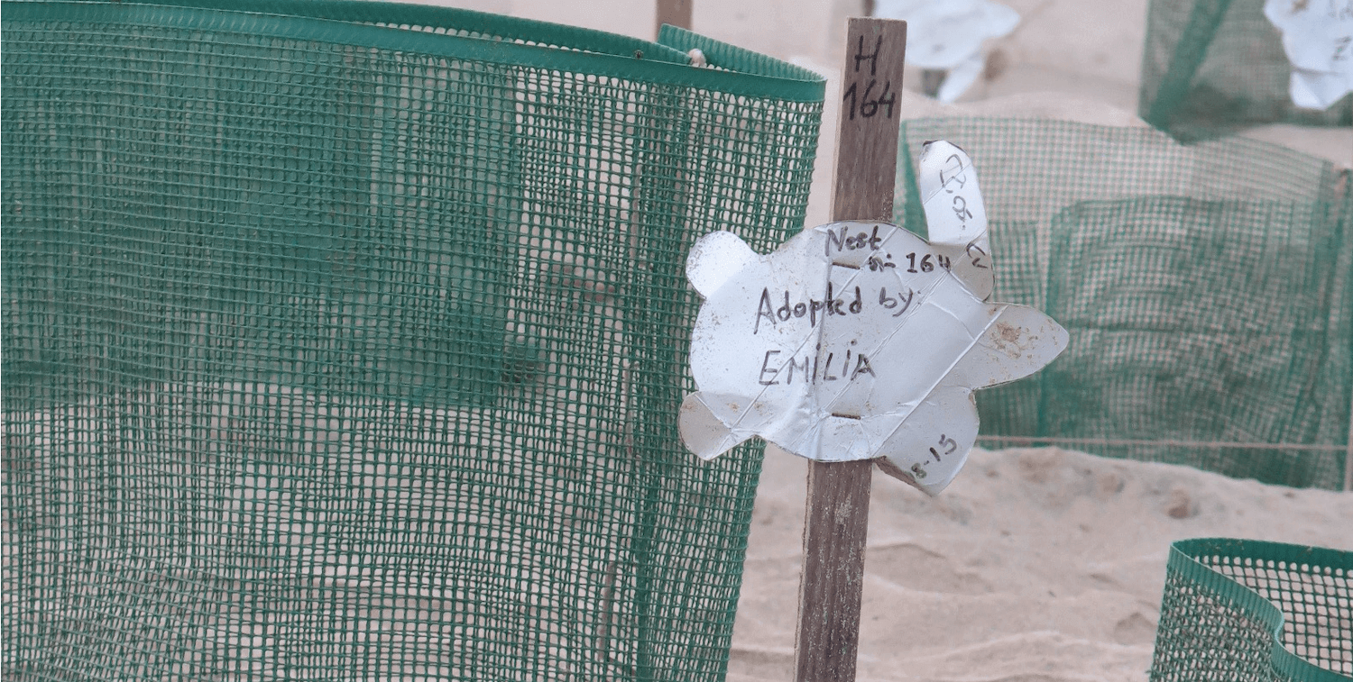 Sea turtle eggs inside green fencing, sign that says "Adopted by Emilia"