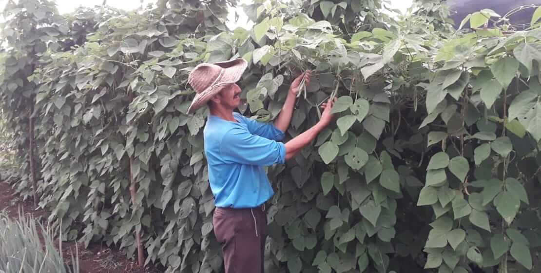 Man showing beans in greenhouse.
