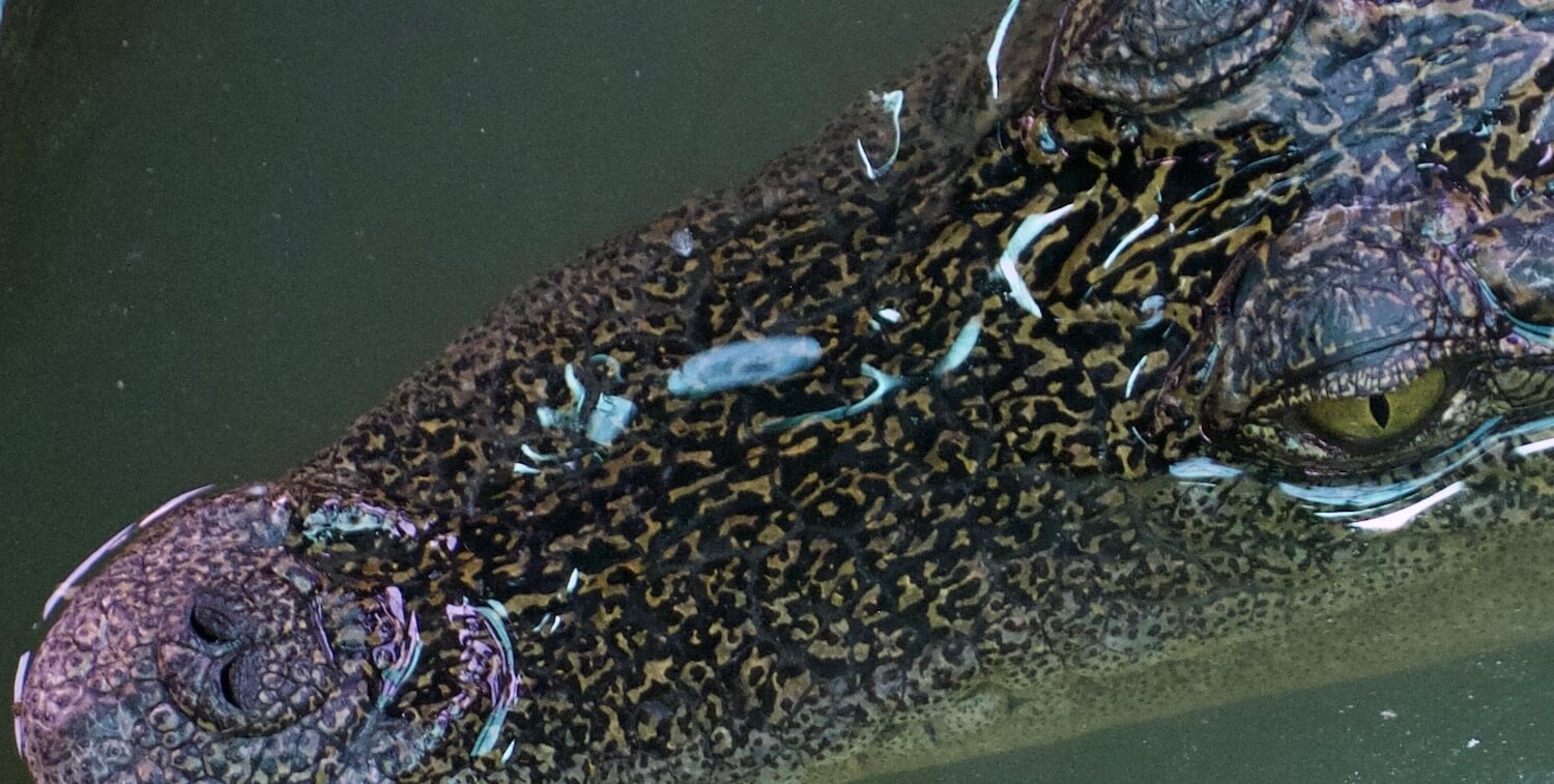 Close-up of crocodile's head in water, taken from above.
