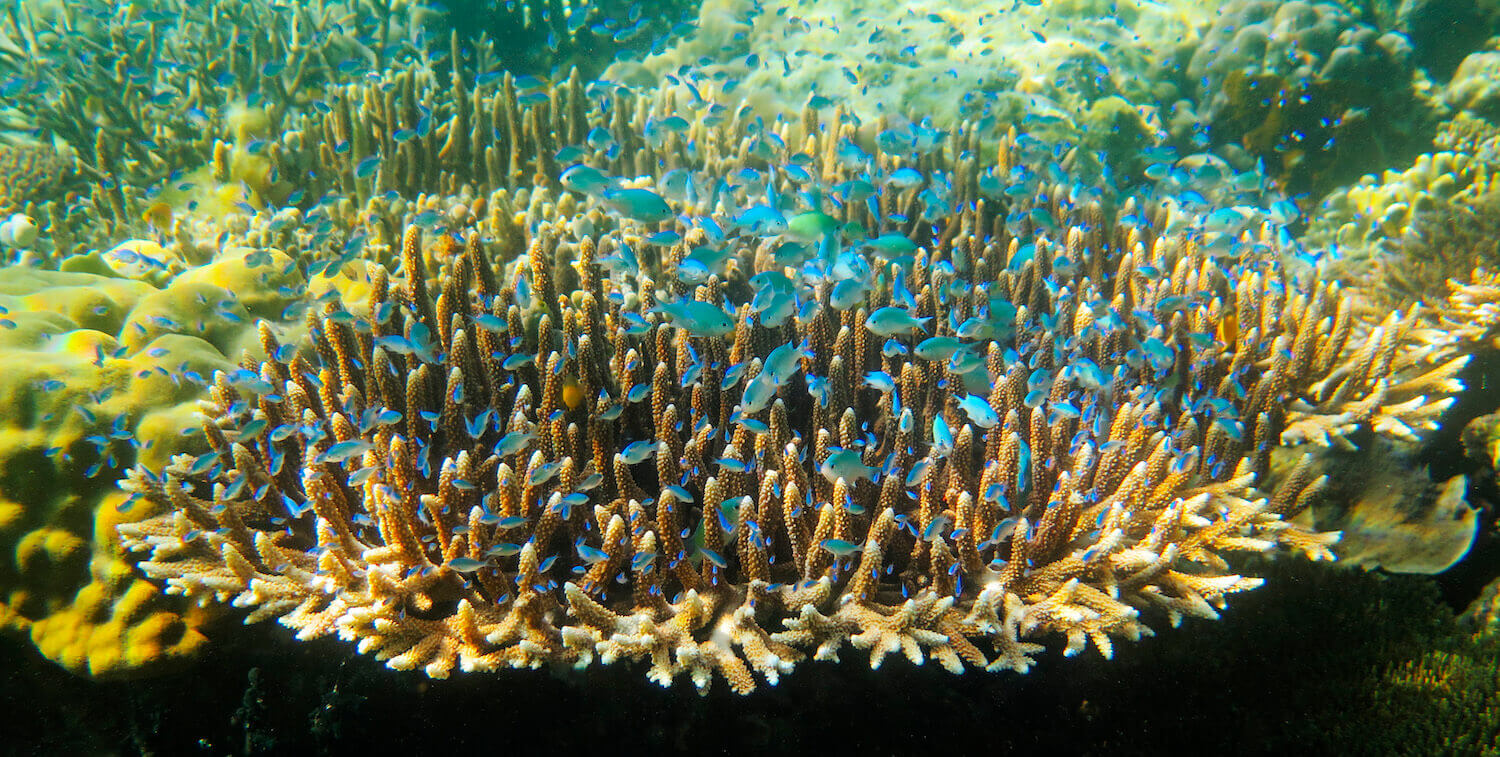 Coral parduzco con muchos peces pequeños de color azul brillante arriba.
