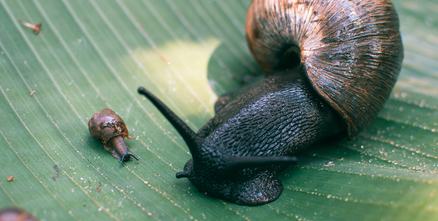 Close-up of large snail on leave and one smaller snail.