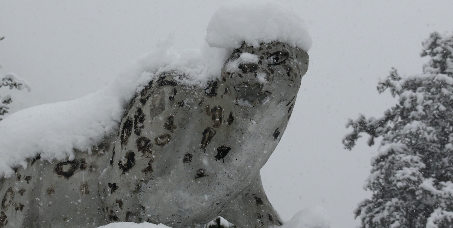 Estado de leopardo de las nieves con varias pulgadas de nieve en la parte superior.
