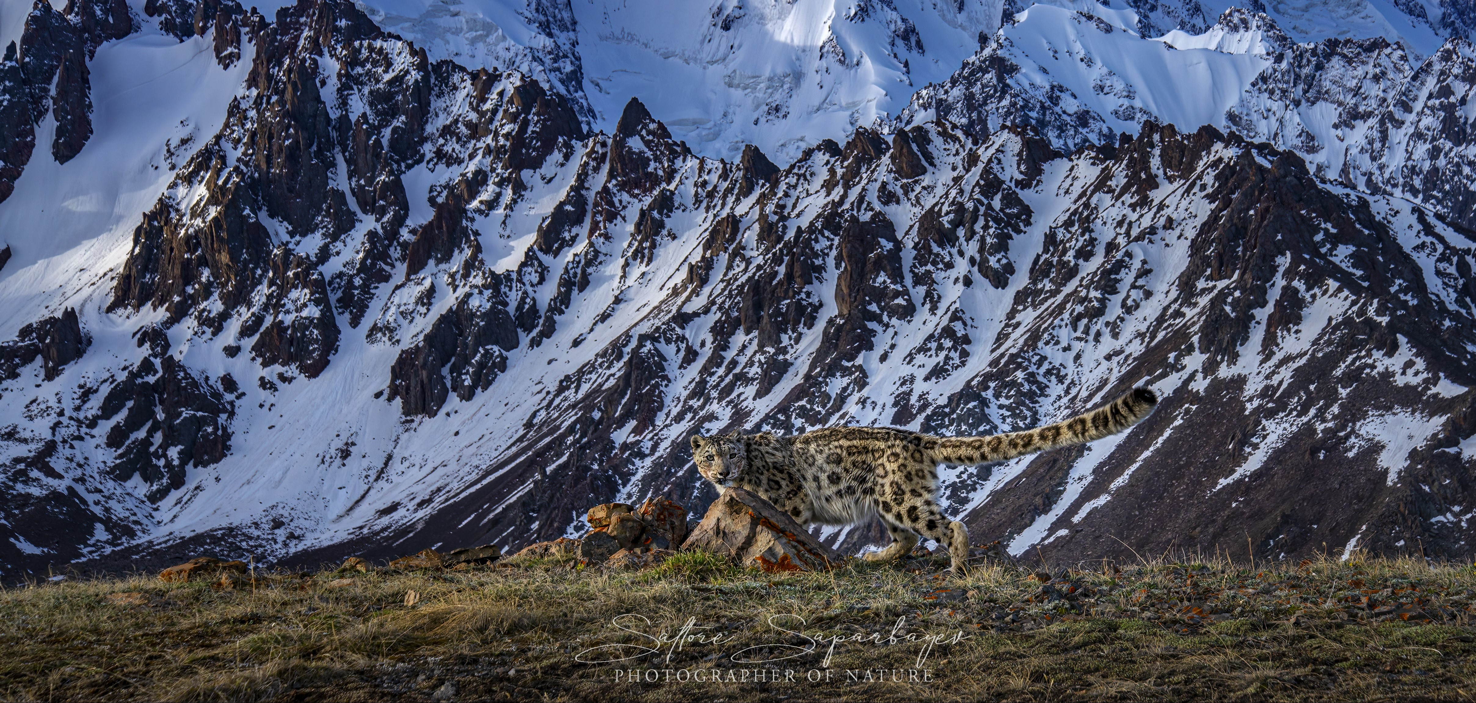 Leopardo de las nieves, norte de Tien Shan, Kazajstán © Saltore Saparbayev