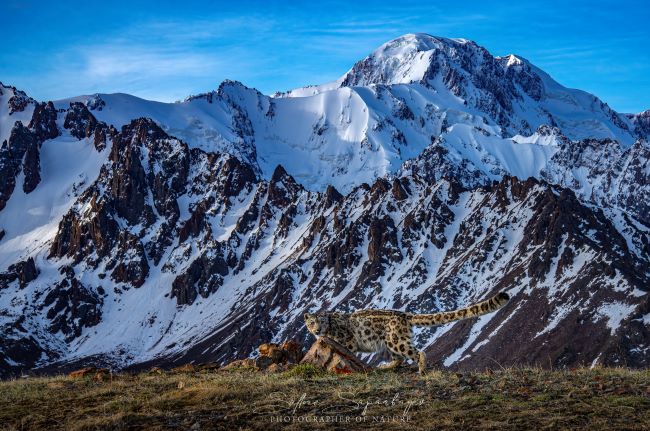 Léopard des neiges sur le fond du plus haut sommet du nord du Tien Shan (pic Talgar, 5017 m), Kazakhstan, région d'Almaty, gorge du Moyen Talgar © Saltore Saparbayev