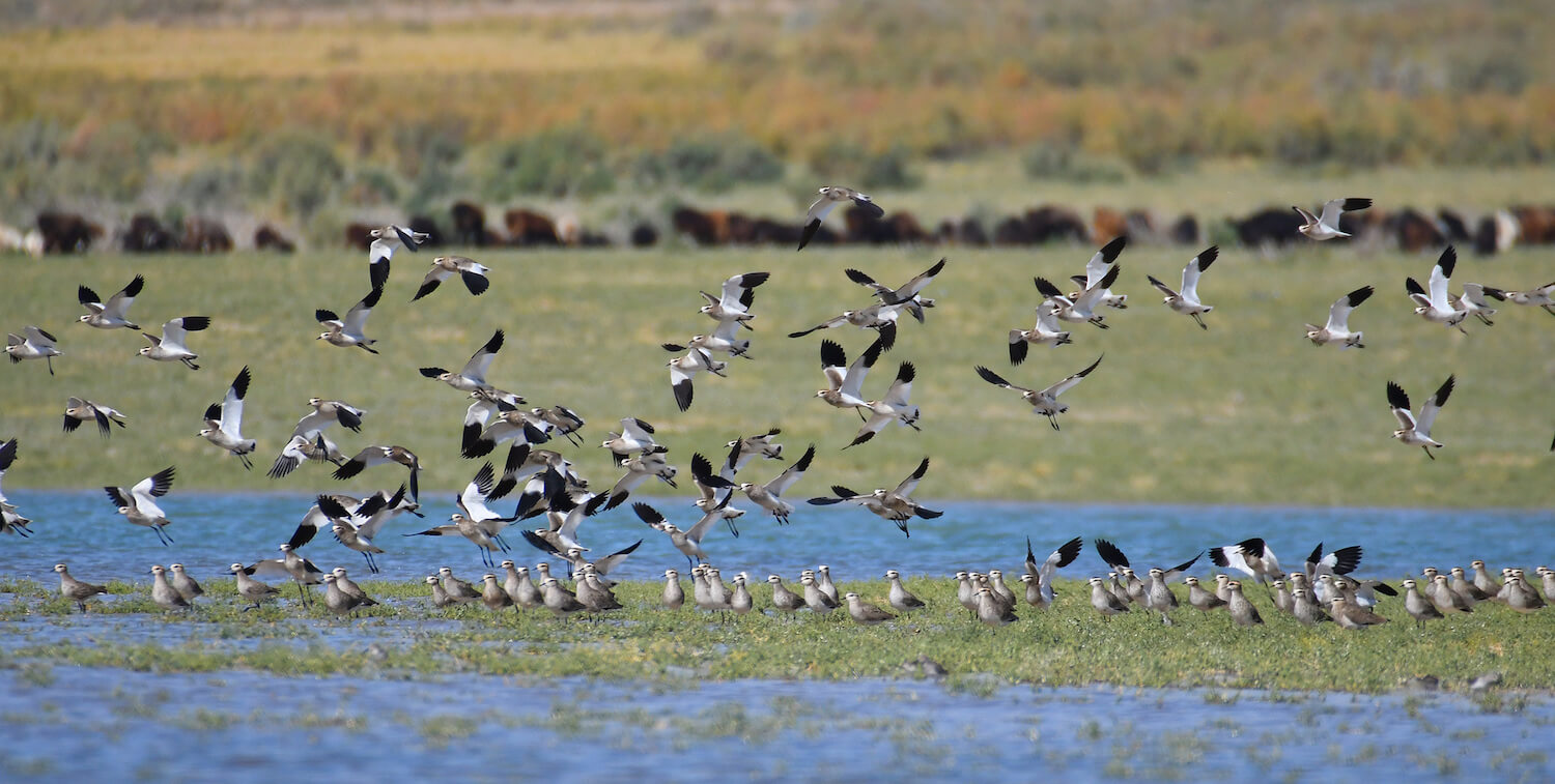 Dozens of black-and-white birds on and above water.