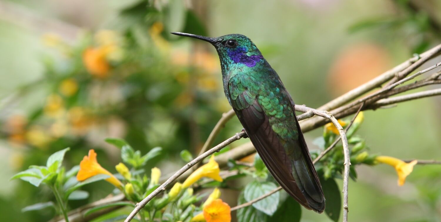 Sparkling Violetear sitting on a branch