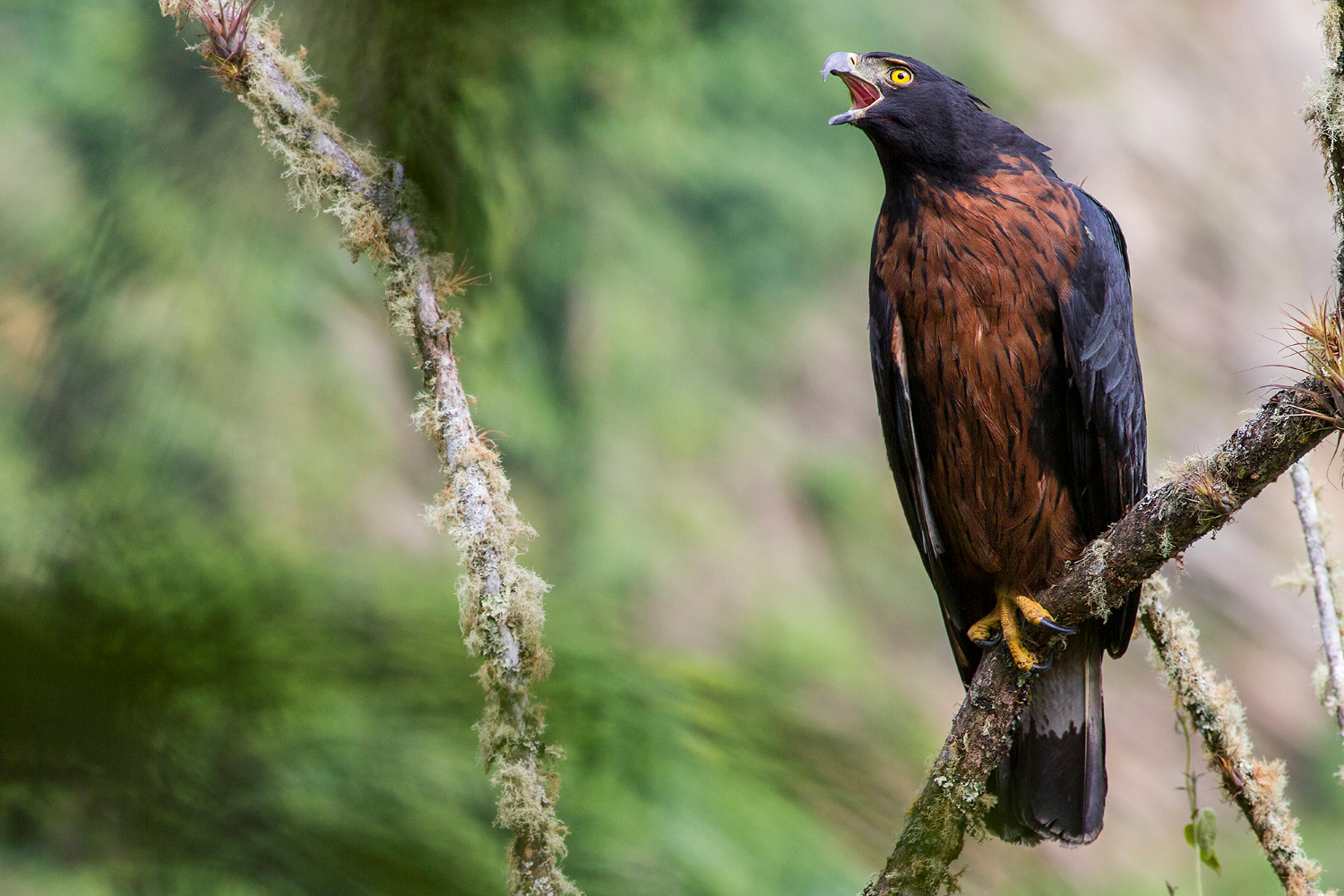 Black-and-chestnut eagle Black-and-chestnut eagle