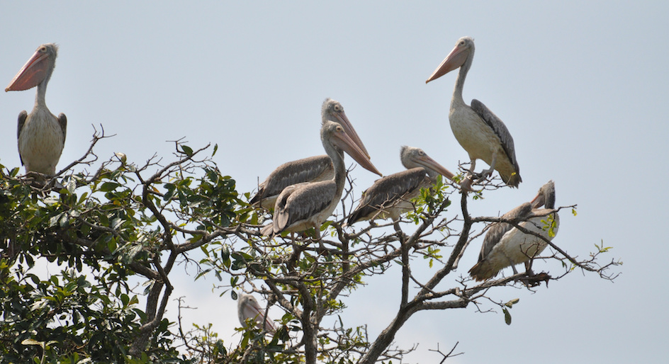 A group of spot-billed pelicans in Prek Toal Bird Sanctuary. A group of spot-billed pelicans in Prek Toal Bird Sanctuary.