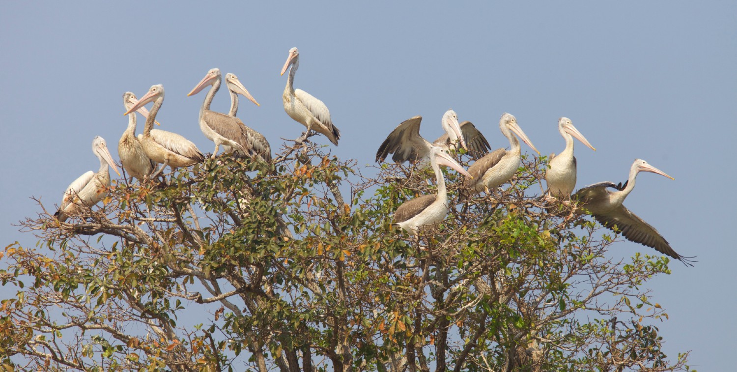 Spot-billed pelicans roosting