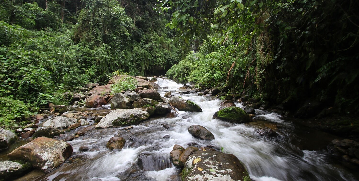 Rocky stream in forest.