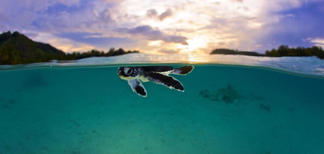Underwater/above-water image of small turtle at water's surface, twilight lighting.