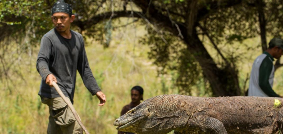Deni Purwandana sur le terrain avec le dragon de Komodo
