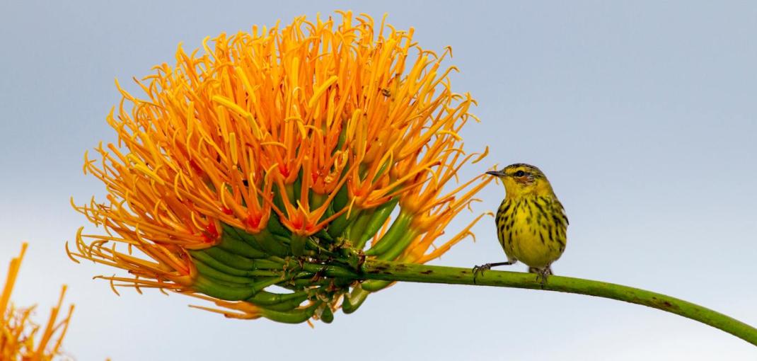 biodiversity hotspot assignment Small bird rests on stem of large orange flower.