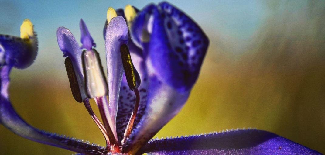 Primer plano de flor morada.