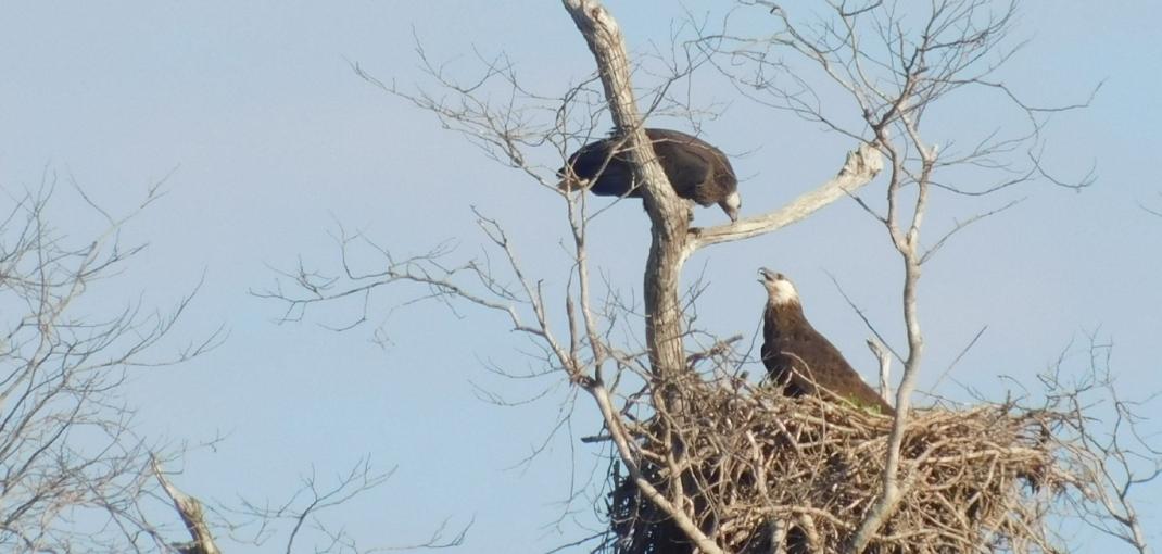 Dos águilas pescadoras de Madagascar en un nido en un árbol
