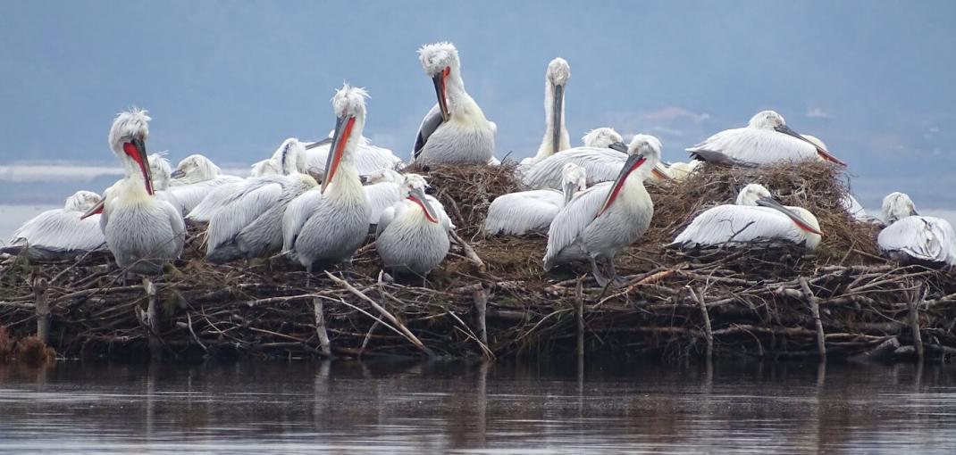 Dalmatian pelicans on man-made raft on lake.