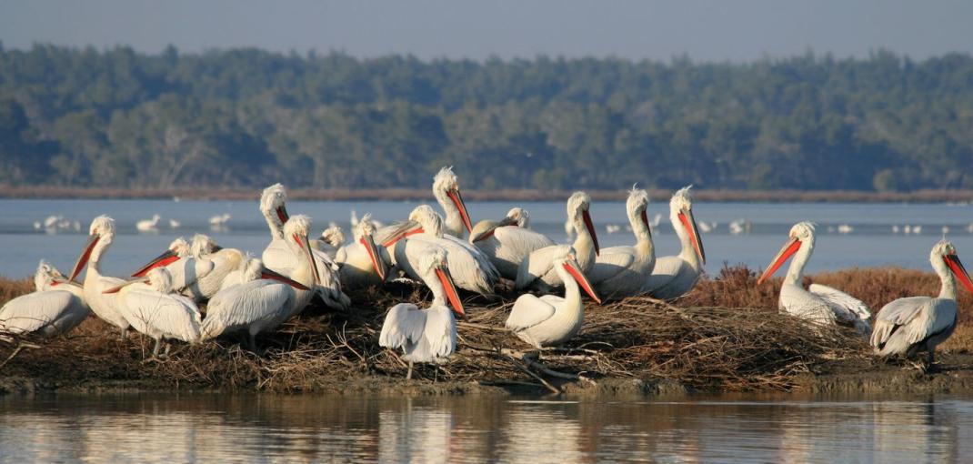 A large group of white pelicans huddle closely together on a small stretch of land in a lake.
