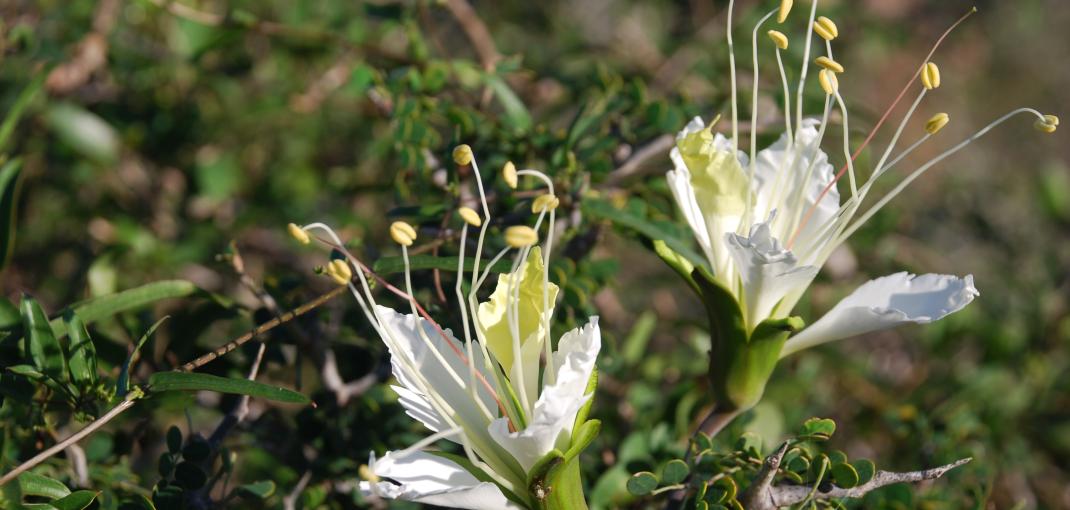 Lemuropisum edule, endangered legume related species, south-west Madagascar. © Andry Petignat / Arboretum d'Antsokay