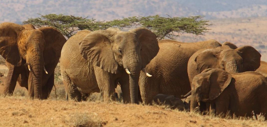 Elephant herd on savannah.