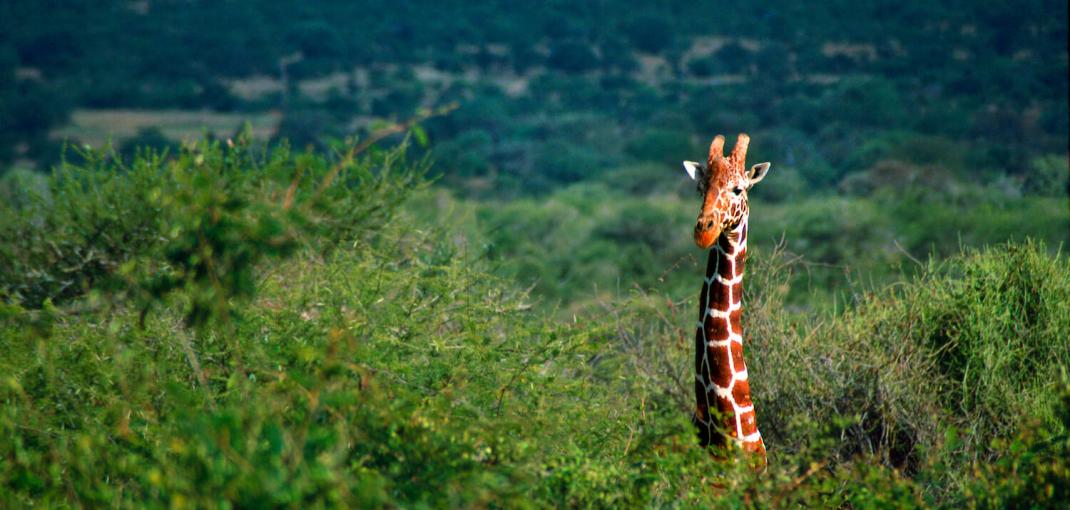A giraffe's neck and head stick out above the tops of trees, Kenya.