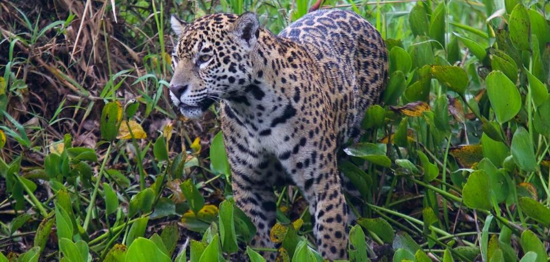 ブラジルの鬱蒼とした緑の植生に囲まれたジャガーのクローズアップ。