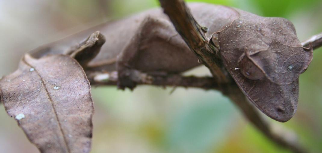 Close-up of leaf-tailed gecko on thin branch.