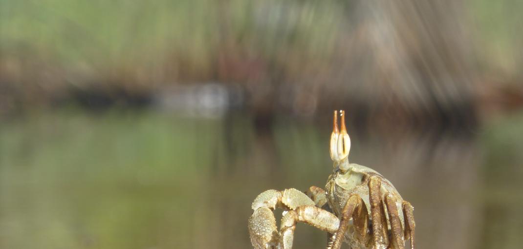 A crab crawls on a beach in Mahé, Seychelles.