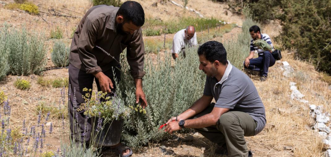 Men tend plants in rows on a grassy slope in Morocco. 
