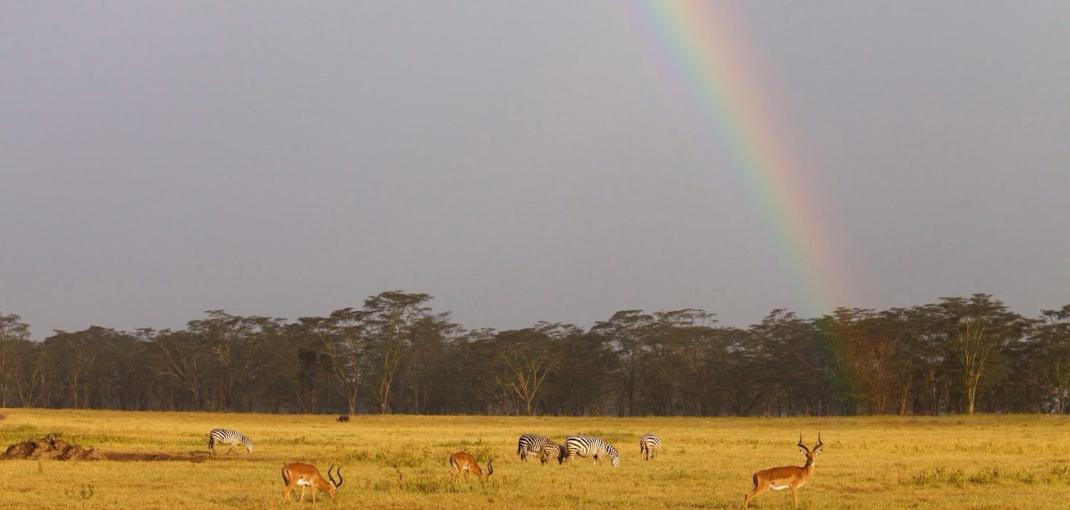 Group of impalas and Grévy's zebras stand under a rainbow in the Kenyan plain.