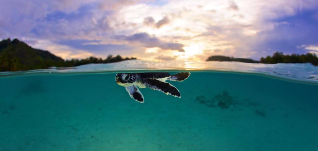  Underwater/above-water image of small turtle at water's surface, twilight lighting.
