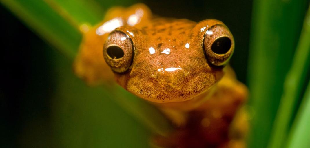 Close-up image of the face of an orange frog sitting on a green leaf. 