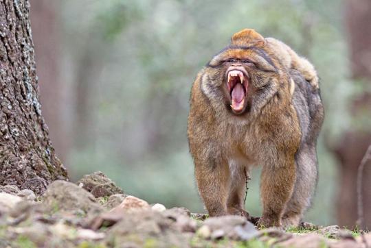 A brown primate with open jaws and a baby on its back stands in a wooded area.